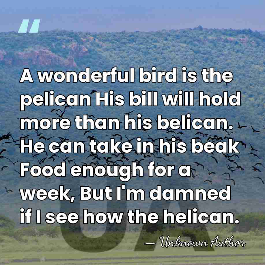 A wonderful bird is the pelican His bill will hold more than&hellip; - Unknown Author