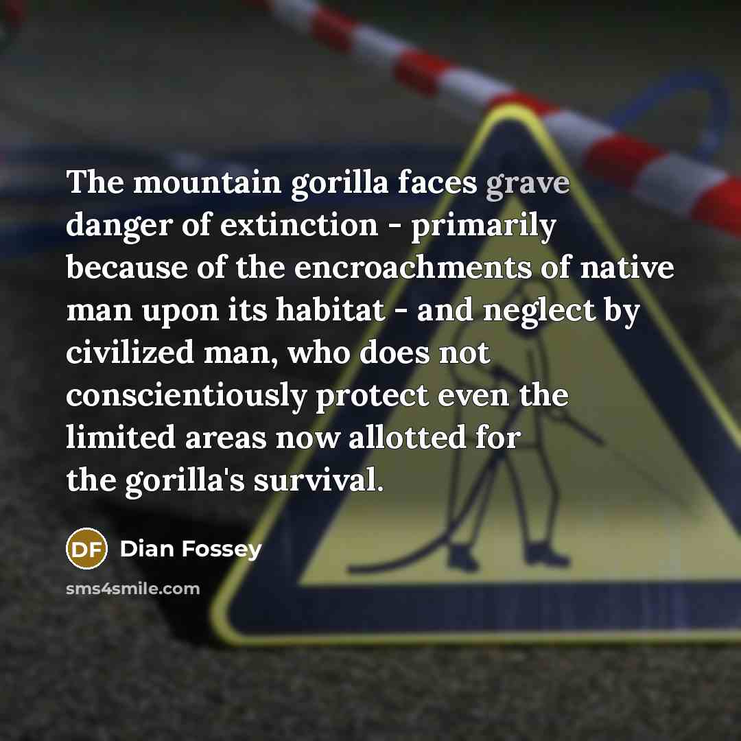“The mountain gorilla faces grave danger of extinction - primarily…” quote by Dian Fossey