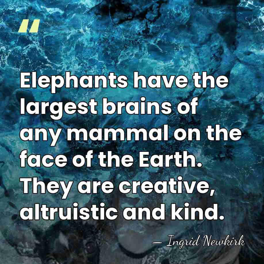 Elephants have the largest brains of any mammal on the face of&hellip; - Ingrid Newkirk