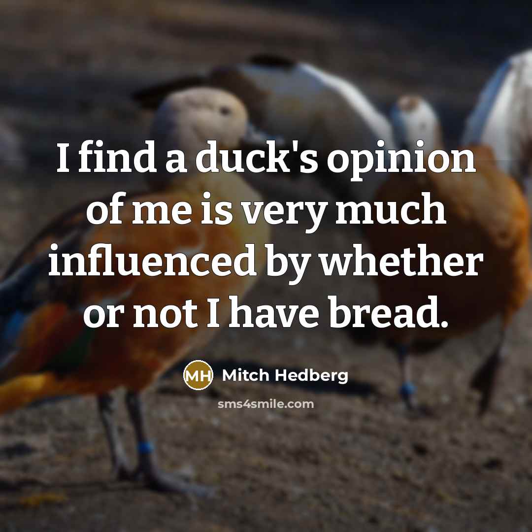 “I find a duck's opinion of me is very much…” quote by Mitch Hedberg