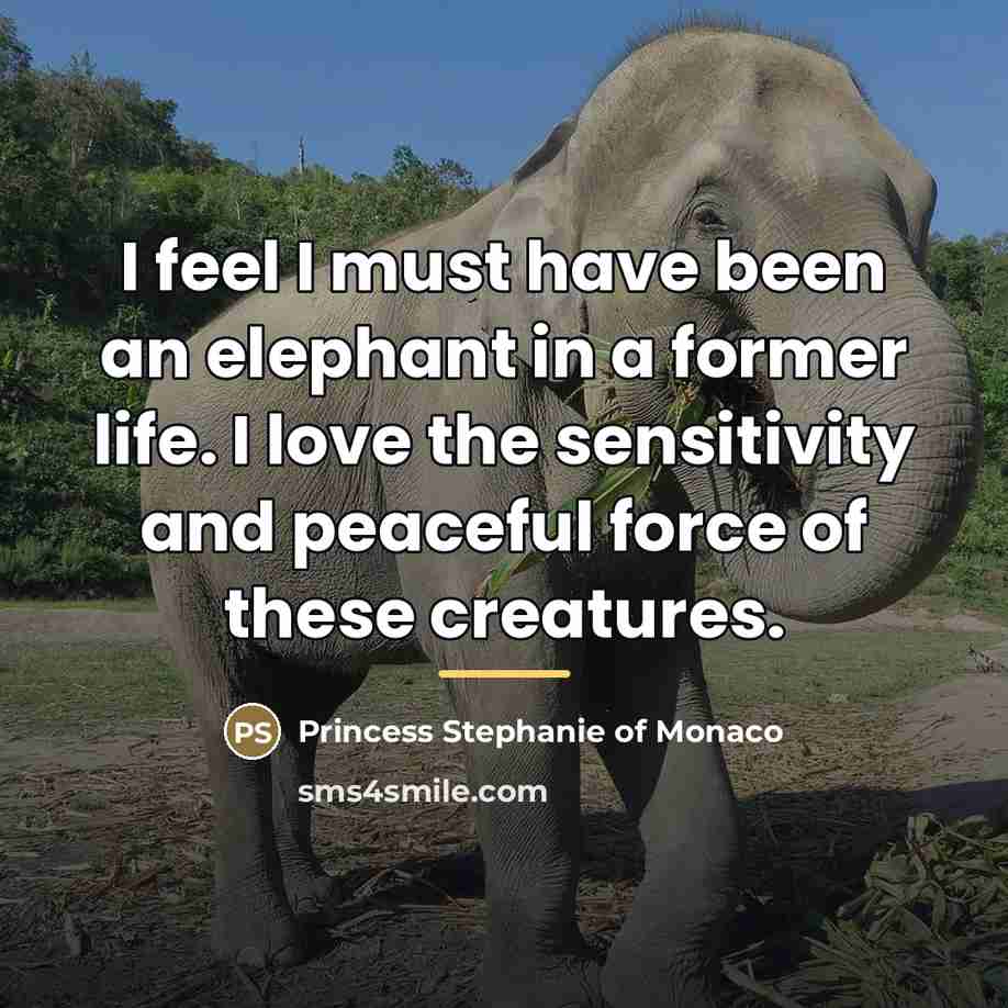 “I feel I must have been an elephant in a…” quote by Princess Stephanie of Monaco