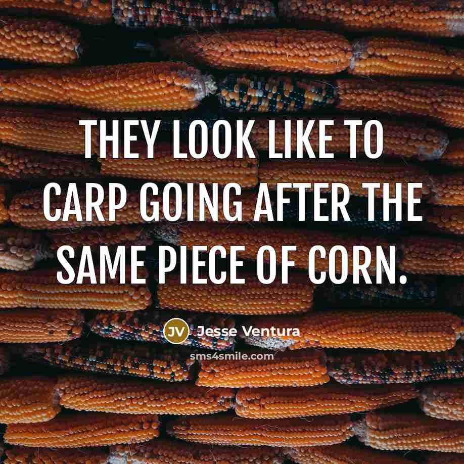 “They look like to carp going after the same piece…” quote by Jesse Ventura