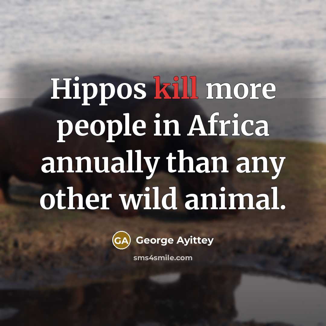 “Hippos kill more people in Africa annually than any other wild animal.” quote by George Ayittey