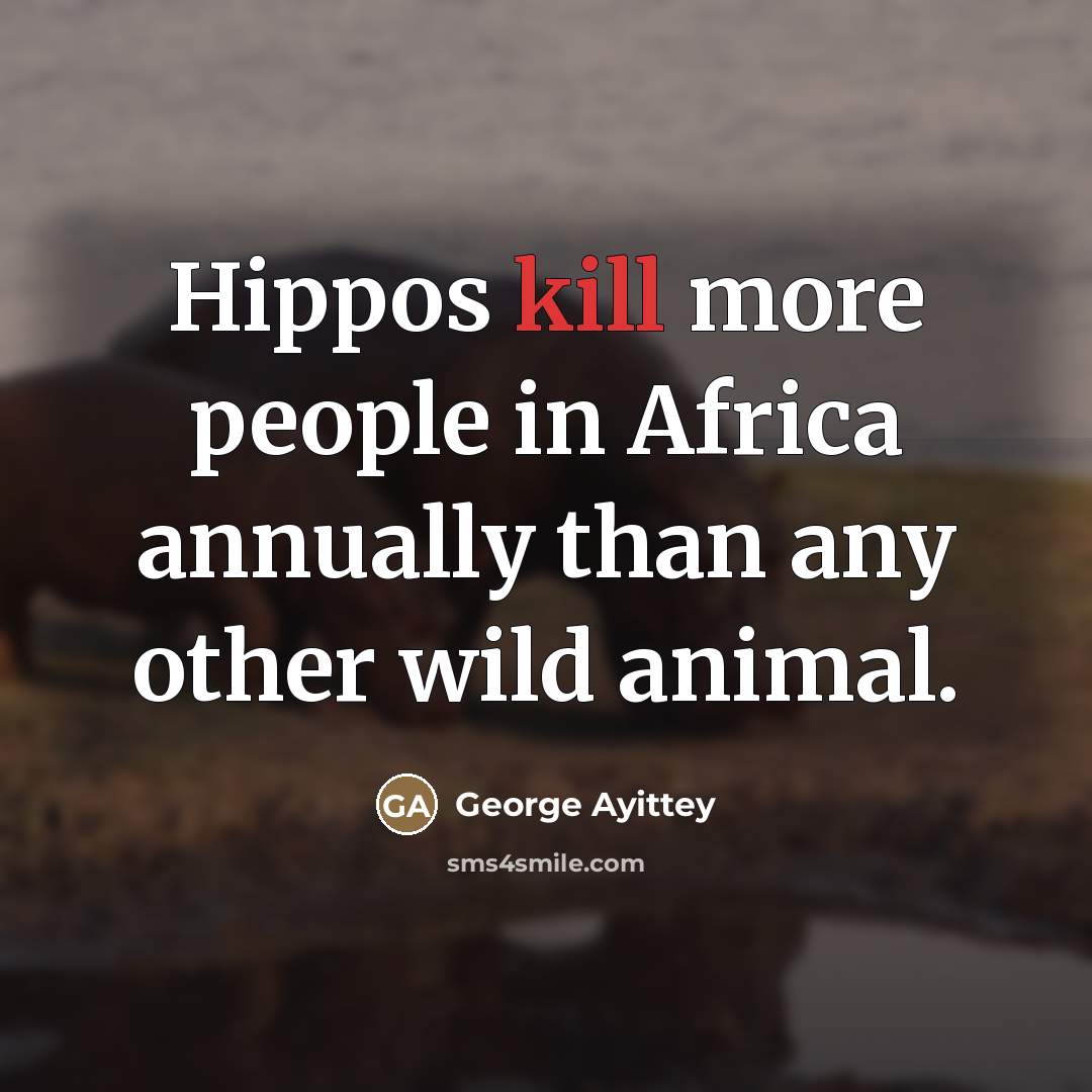 “Hippos kill more people in Africa annually than any other…” quote by George Ayittey