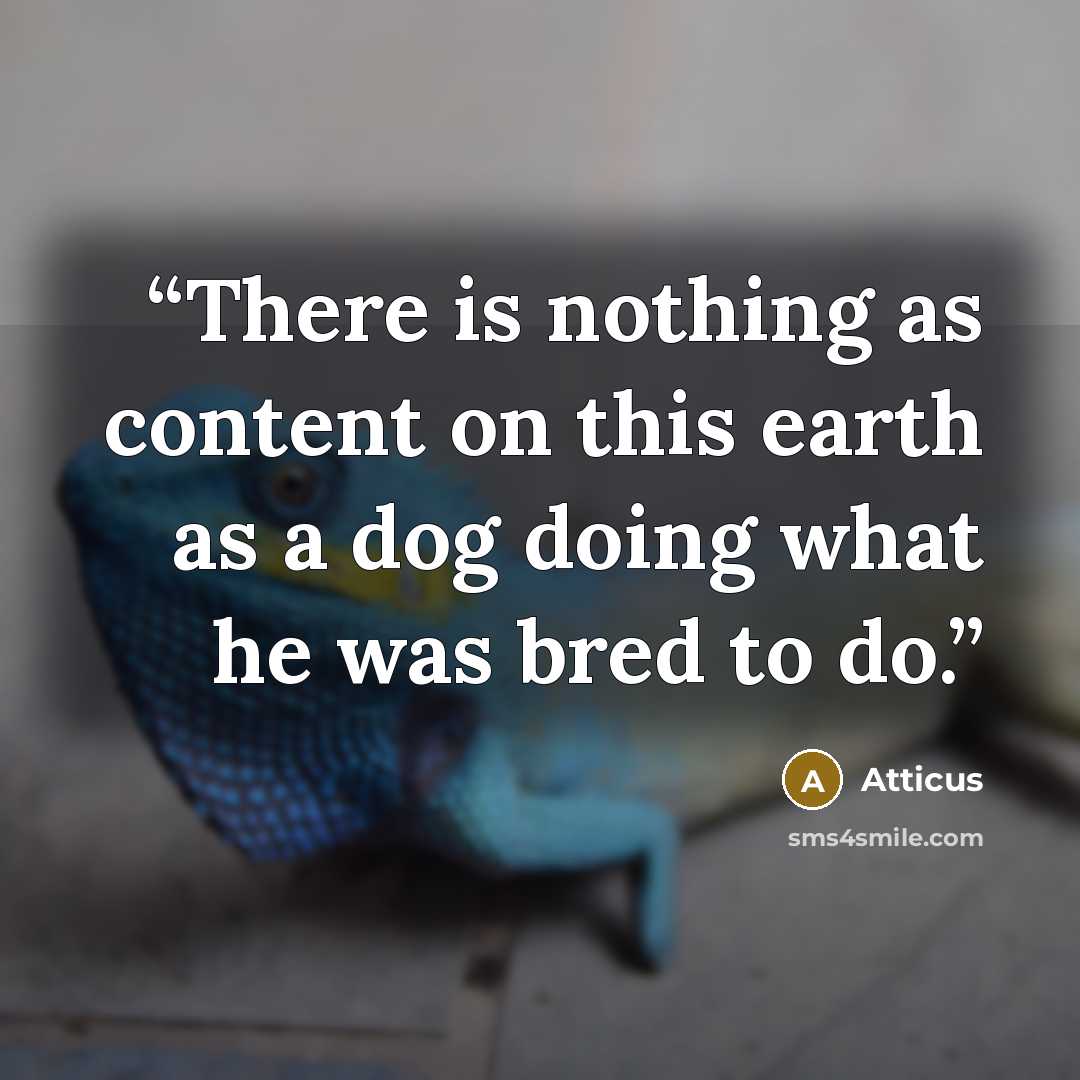“There is nothing as content on this earth as a dog doing what he was bred to do.” quote by Atticus