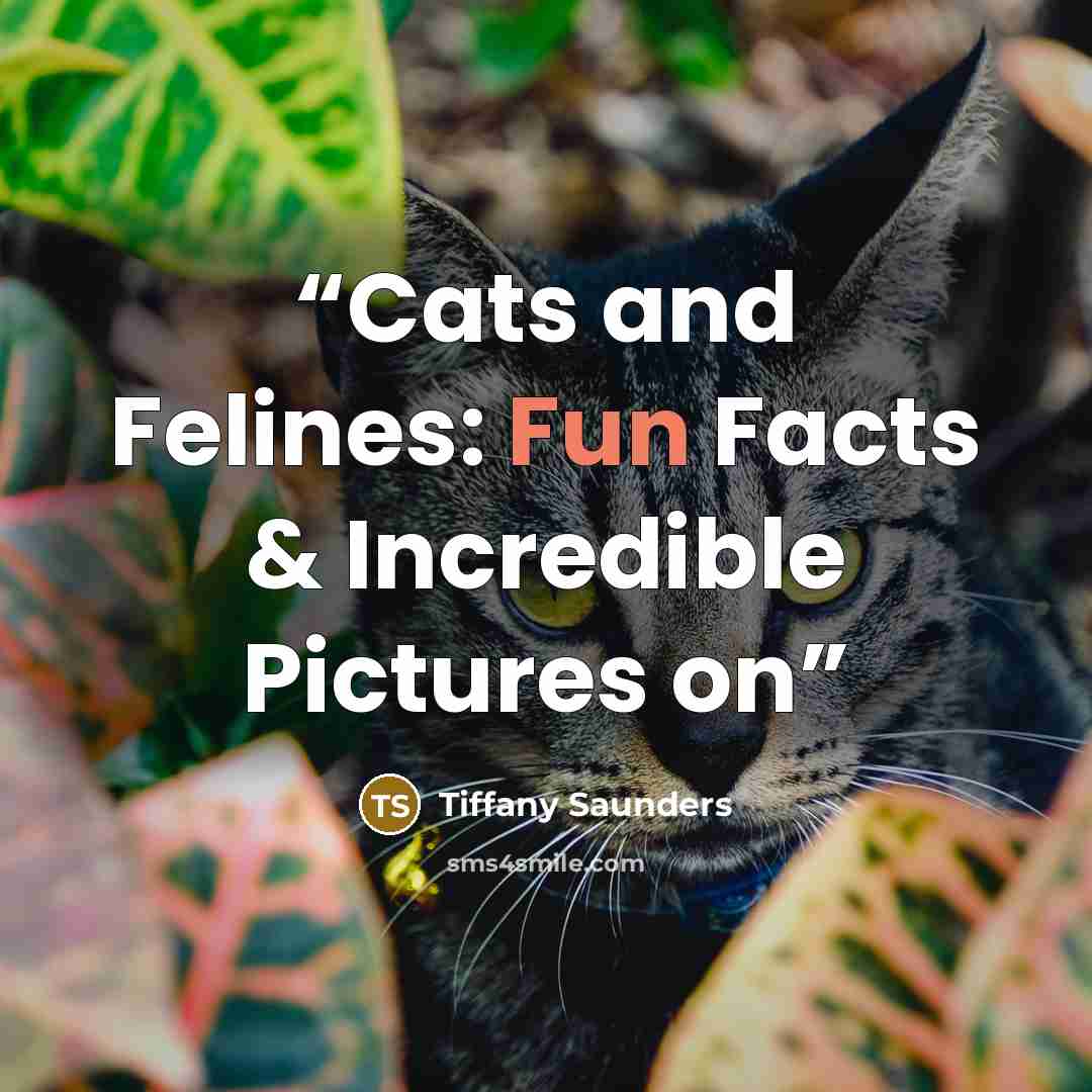 “Cats and Felines: Fun Facts & Incredible Pictures on” quote by Tiffany Saunders