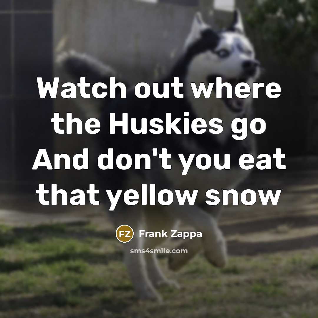 “Watch out where the Huskies go And don't you eat…” quote by Frank Zappa