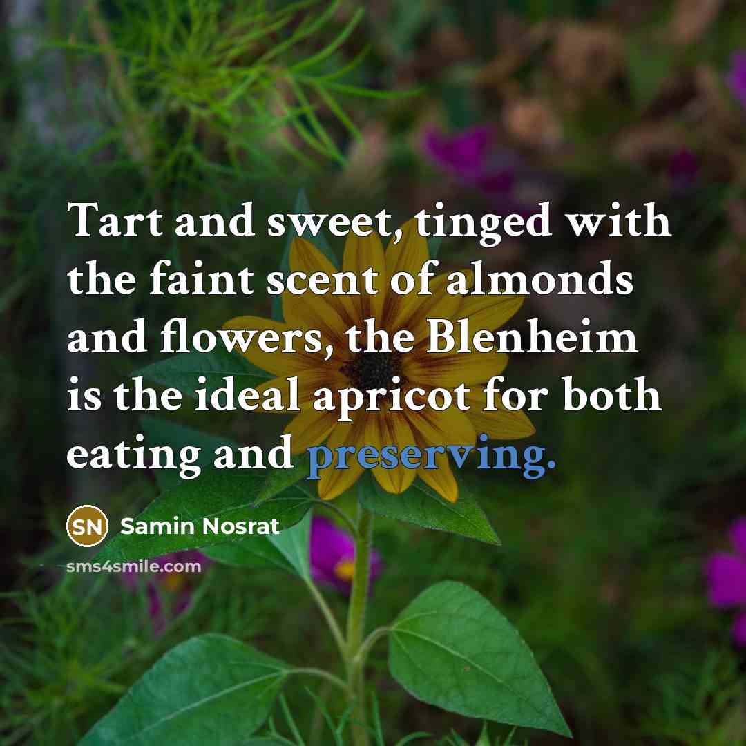 “Tart and sweet, tinged with the faint scent of almonds and flowers, the Blenheim is the ideal apricot for both eating and preserving.” quote by Samin Nosrat