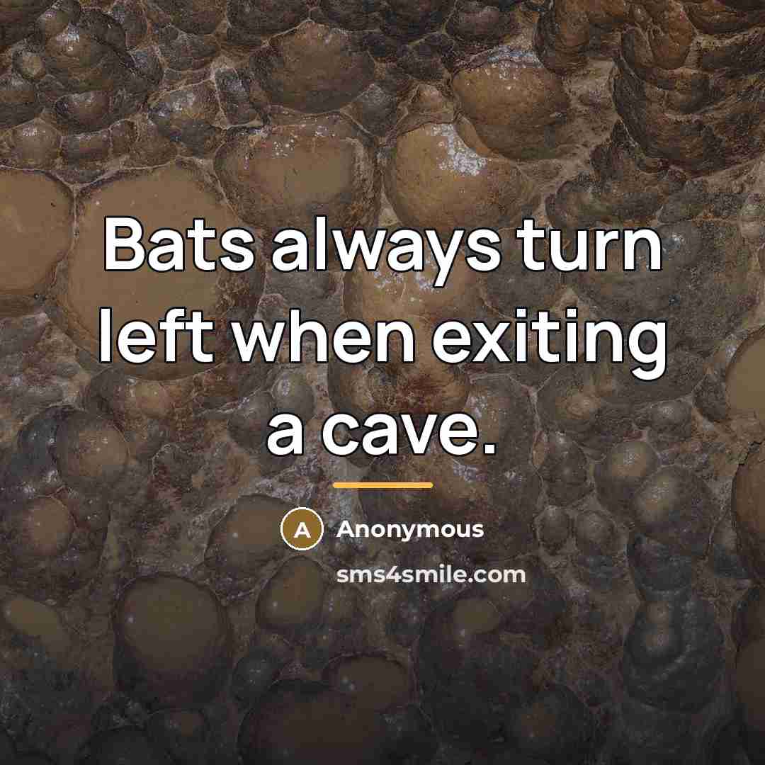 “Bats always turn left when exiting a cave.…” quote by Anonymous