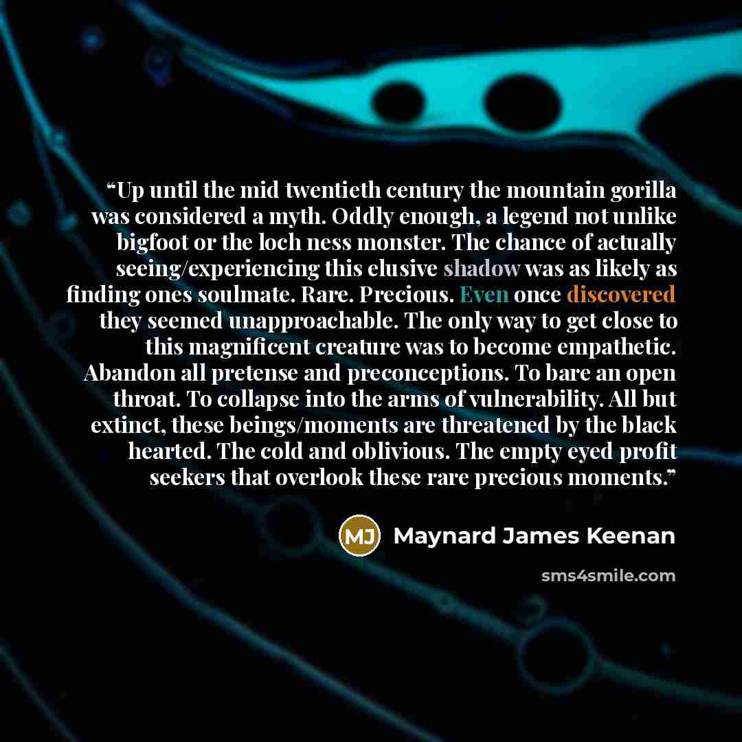 “Up until the mid twentieth century the mountain gorilla was considered a myth. Oddly enough, a legend not unlike bigfoot or the loch ness monster. The chance of actually seeing/experiencing this elusive shadow was as likely as finding ones soulmate. Rare. Precious. Even once discovered they seemed…” quote by Maynard James Keenan