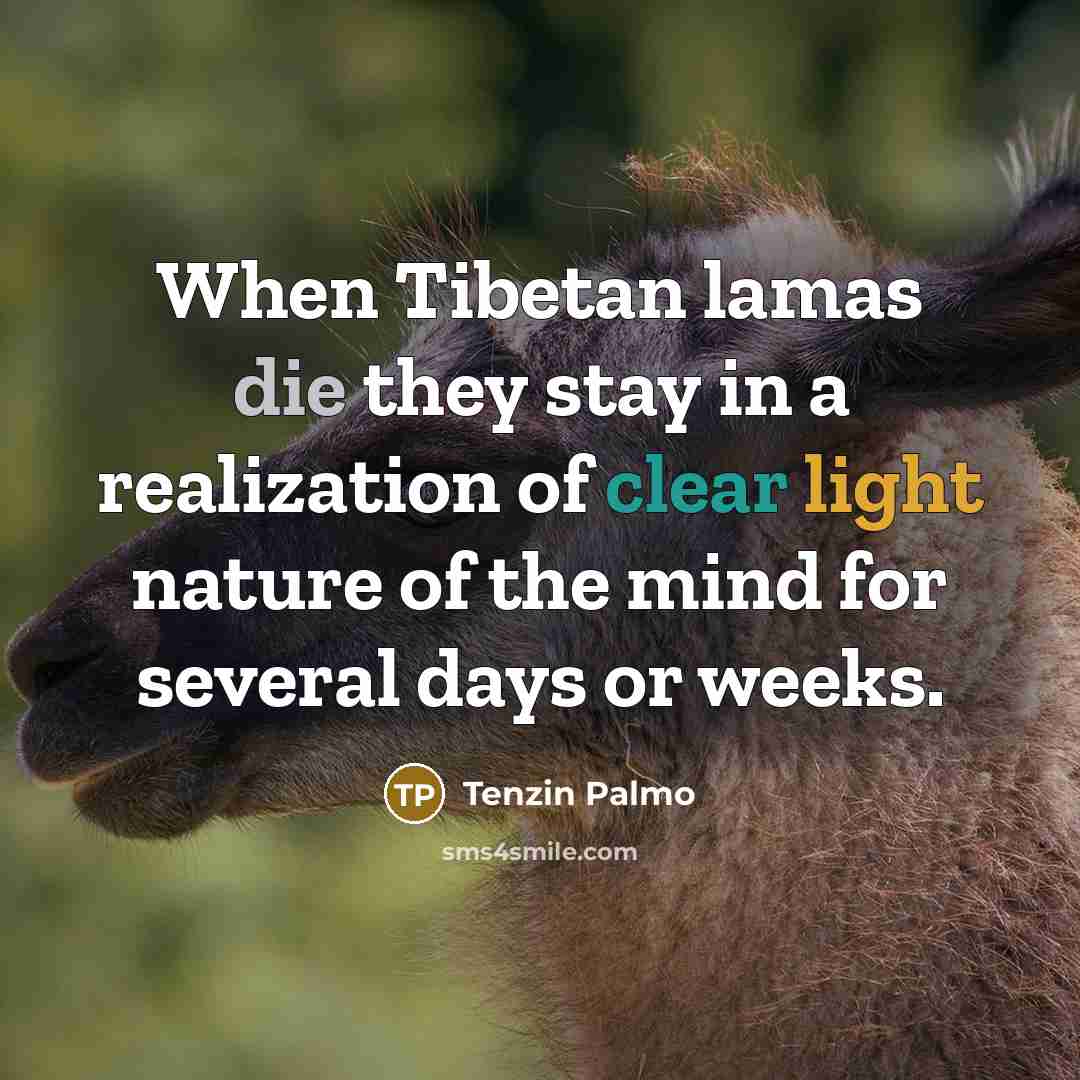 “When Tibetan lamas die they stay in a realization of…” quote by Tenzin Palmo