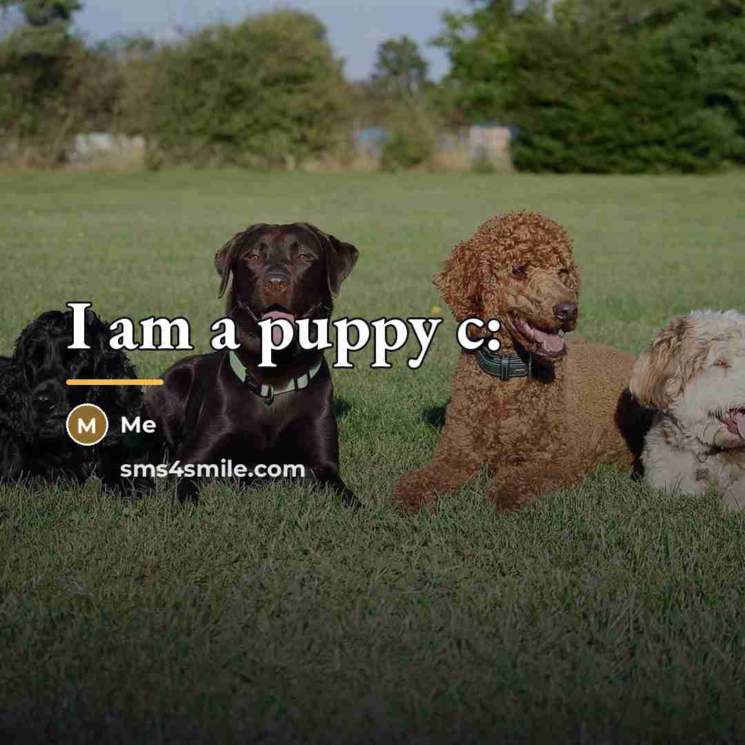 “I am a puppy c:…” quote by Me