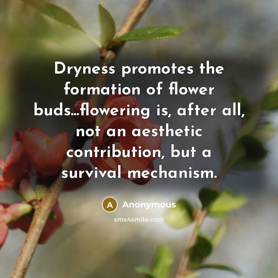 “Dryness promotes the formation of flower buds...flowering is, after all,…” quote by Anonymous