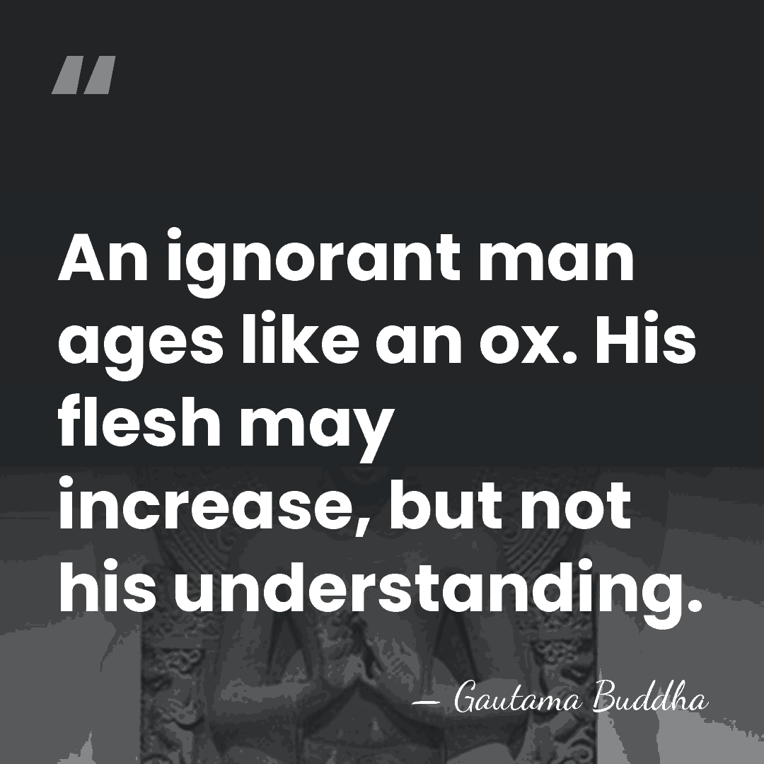 An ignorant man ages like an ox. His flesh may increase, but&hellip; - Gautama Buddha