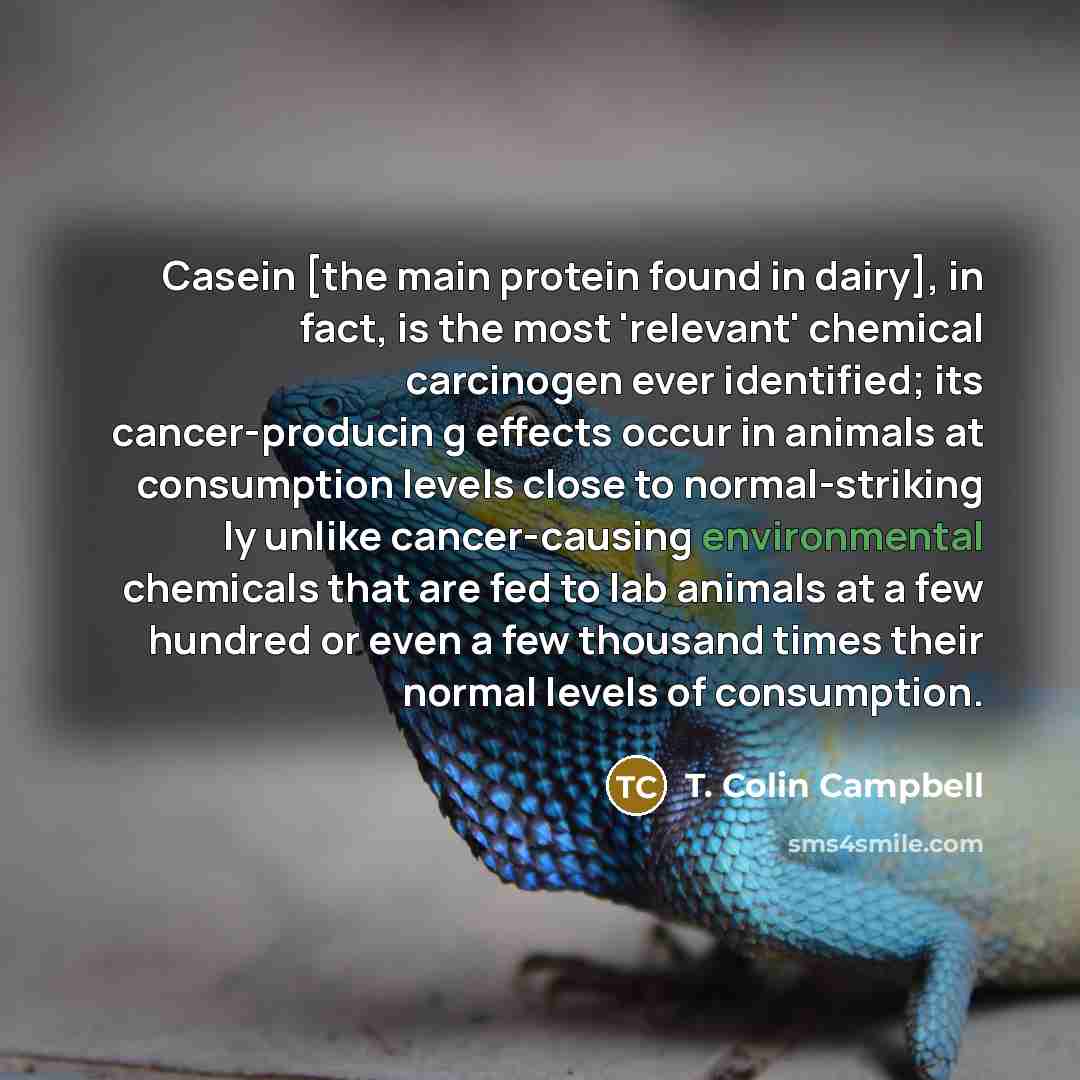 “Casein [the main protein found in dairy], in fact, is…” quote by T. Colin Campbell