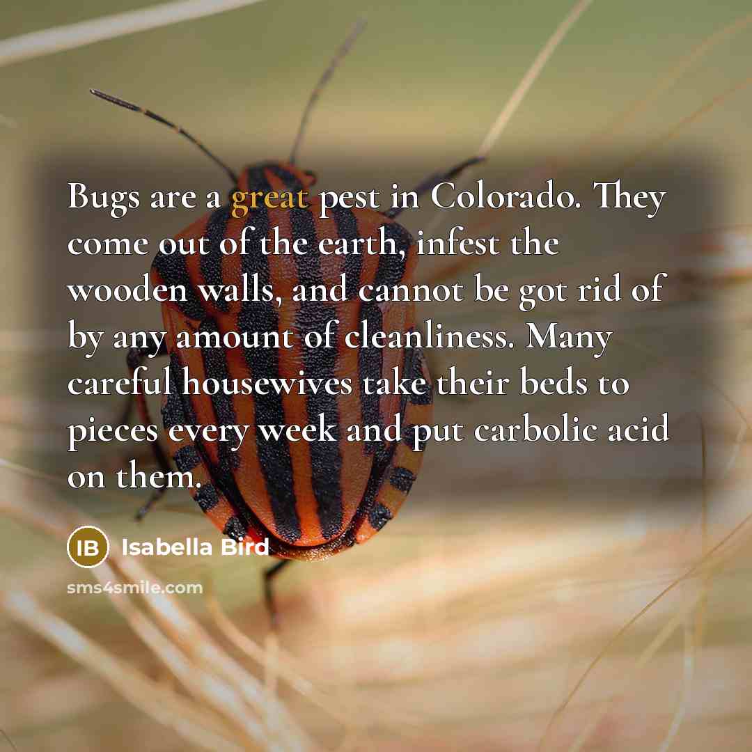 “Bugs are a great pest in Colorado. They come out of the earth, infest the wooden walls, and cannot be got rid of by any amount of cleanliness. Many careful housewives take their beds to pieces every week and put carbolic acid on them.” quote by Isabella Bird