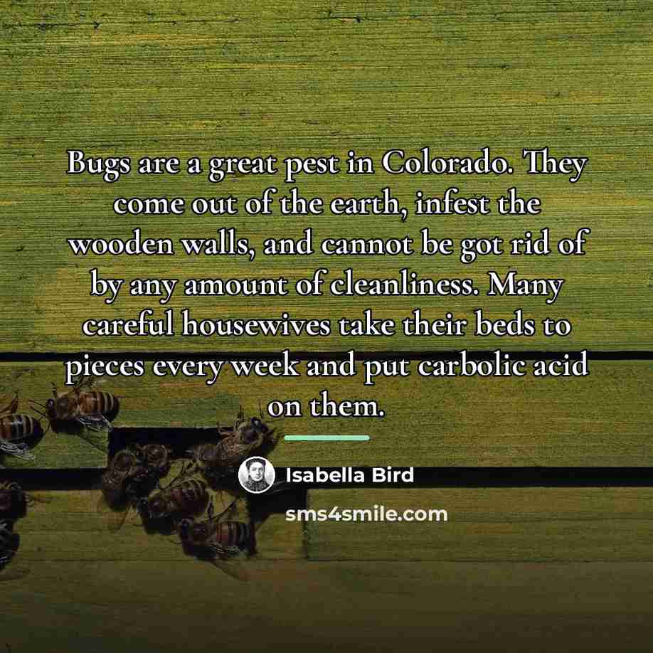 “Bugs are a great pest in Colorado. They come out…” quote by Isabella Bird