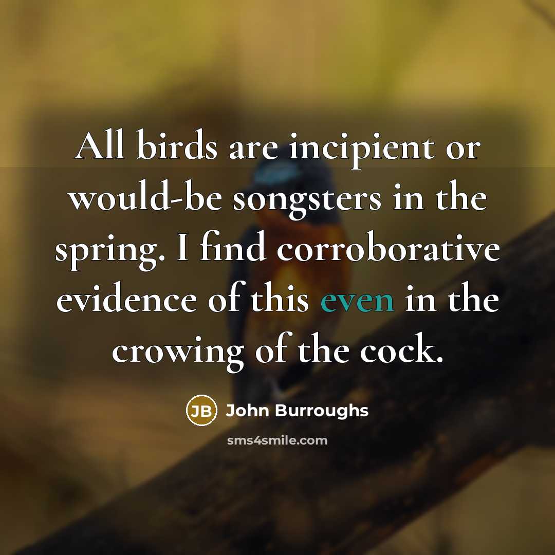 “All birds are incipient or would-be songsters in the spring. I find corroborative evidence of this even in the crowing of the cock.” quote by John Burroughs