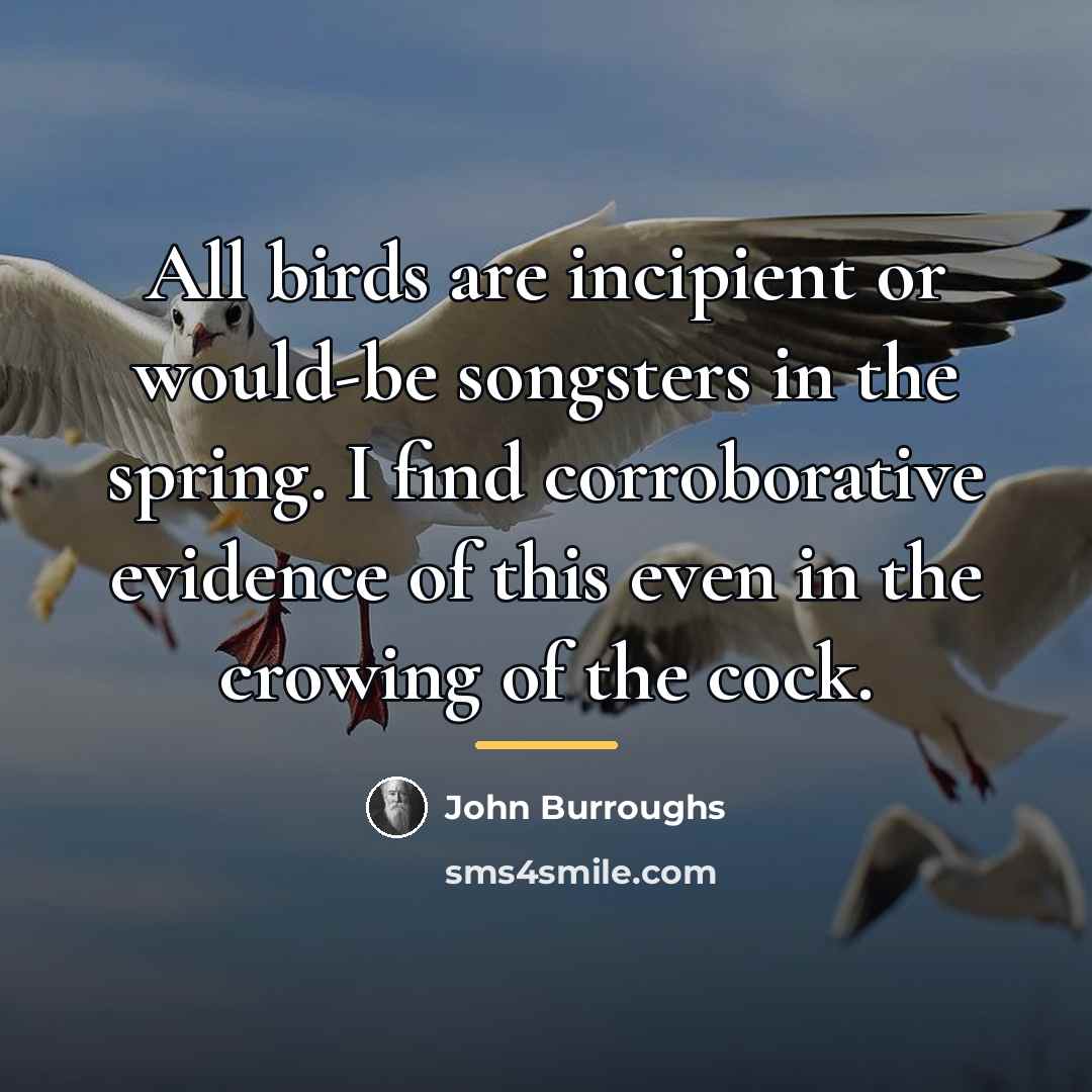 “All birds are incipient or would-be songsters in the spring.…” quote by John Burroughs