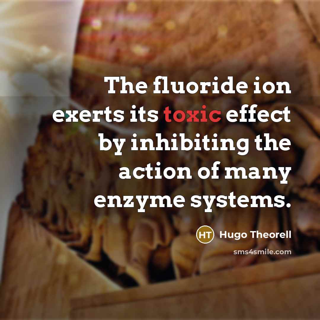 “The fluoride ion exerts its toxic effect by inhibiting the action of many enzyme systems.” quote by Hugo Theorell