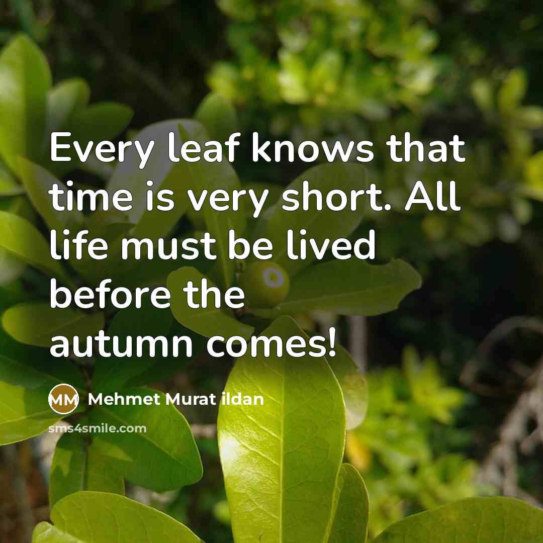 “Every leaf knows that time is very short. All life…” quote by Mehmet Murat Ildan