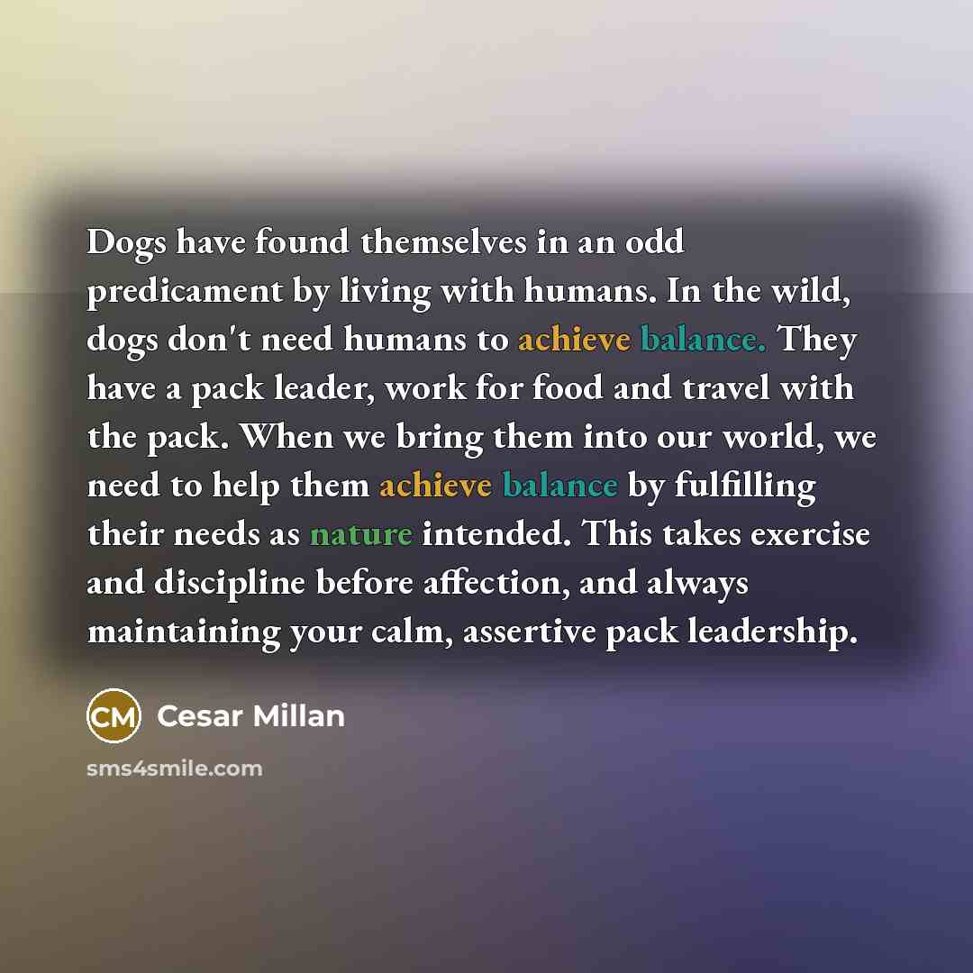 “Dogs have found themselves in an odd predicament by living…” quote by Cesar Millan