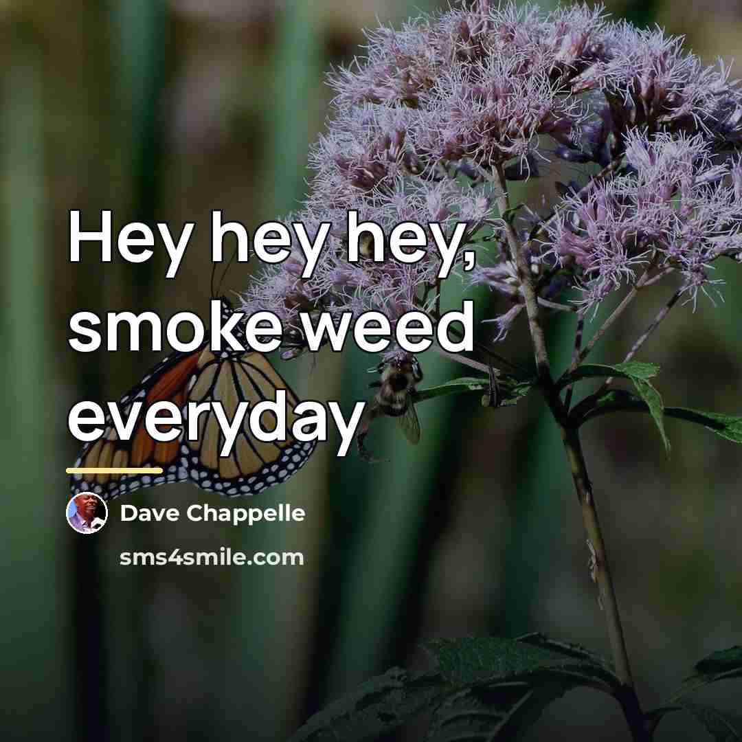“Hey hey hey, smoke weed everyday…” quote by Dave Chappelle