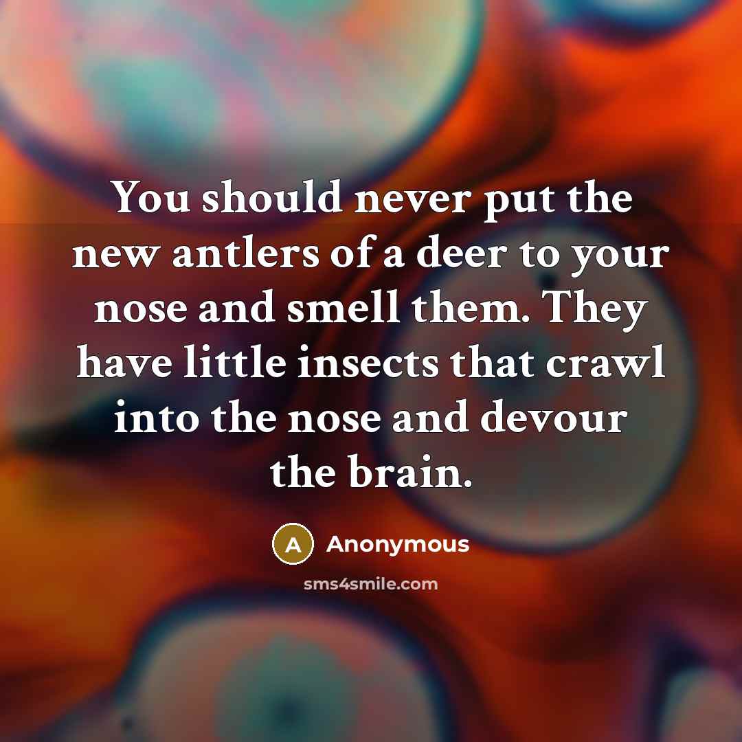 “You should never put the new antlers of a deer…” quote by Anonymous