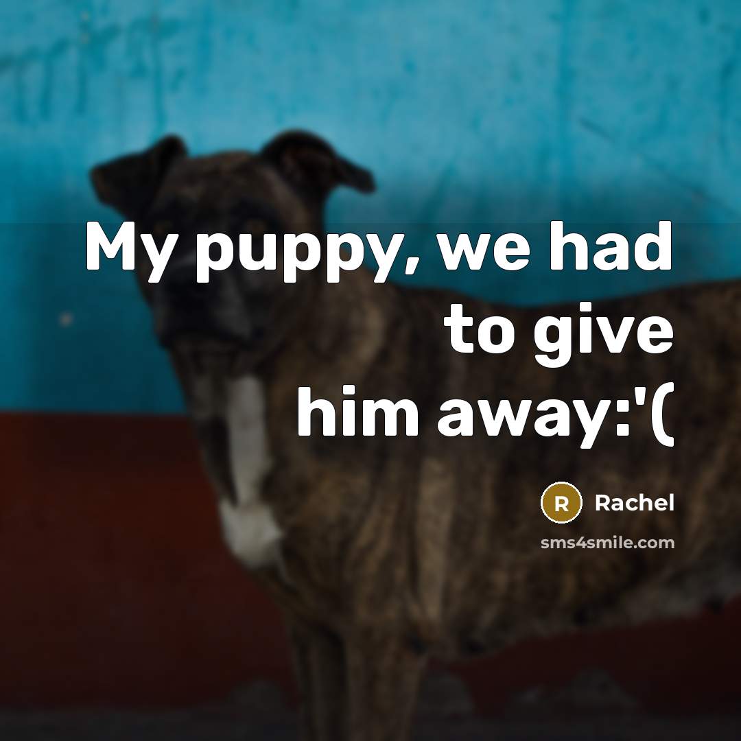 “My puppy, we had to give him away:'(” quote by Rachel