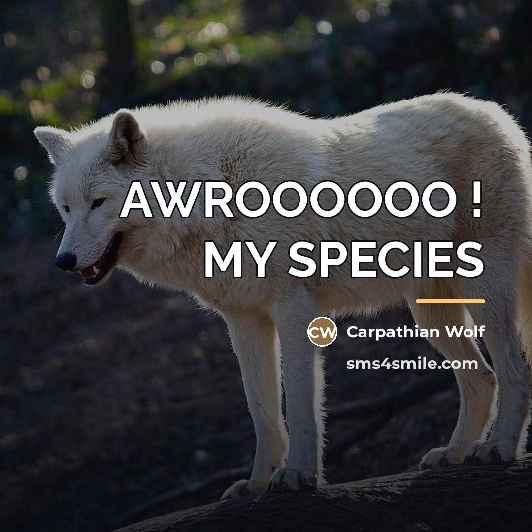 “AWROOOOOO ! MY SPECIES…” quote by Carpathian Wolf