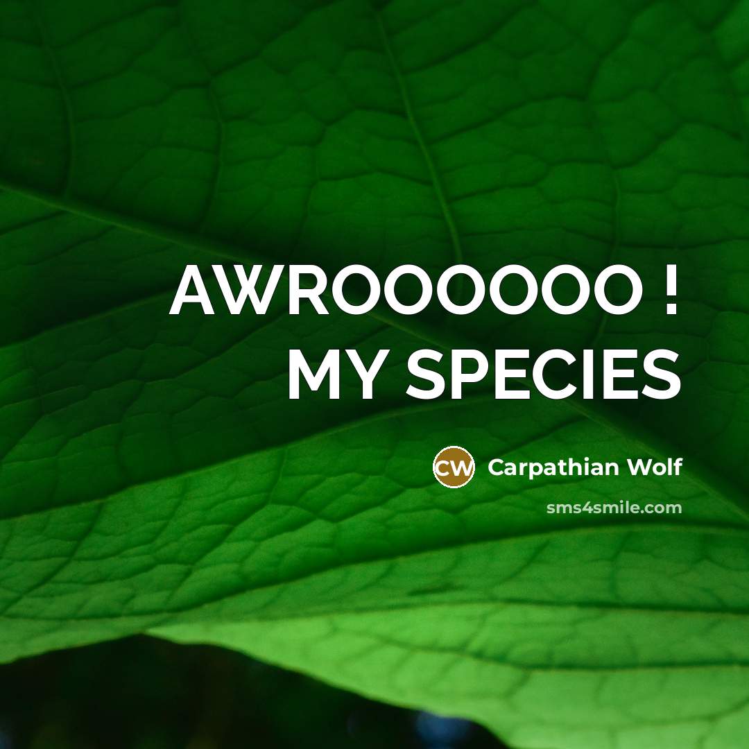“AWROOOOOO ! MY SPECIES” quote by Carpathian Wolf
