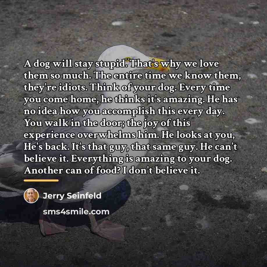 “A dog will stay stupid. That's why we love them…” quote by Jerry Seinfeld