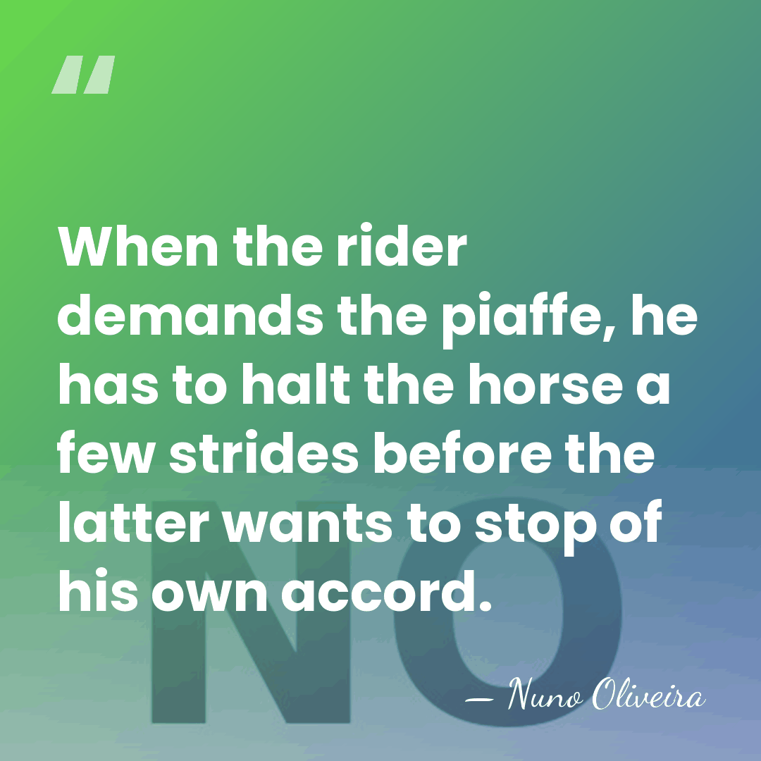 When the rider demands the piaffe, he has to halt the horse&hellip; - Nuno Oliveira