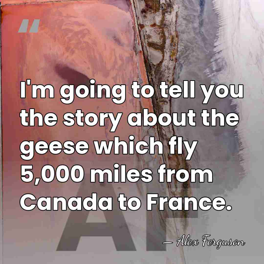 I'm going to tell you the story about the geese which fly&hellip; - Alex Ferguson