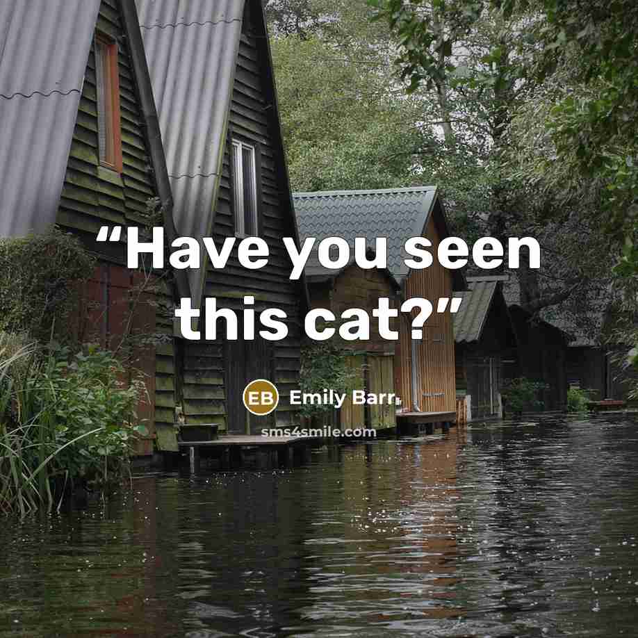 “Have you seen this cat?” quote by Emily Barr