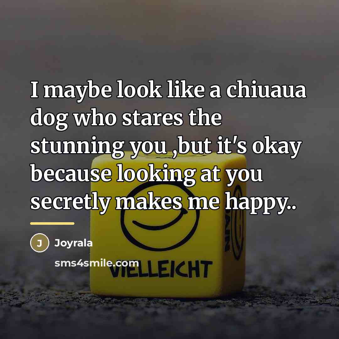 “I maybe look like a chiuaua dog who stares the…” quote by Joyrala