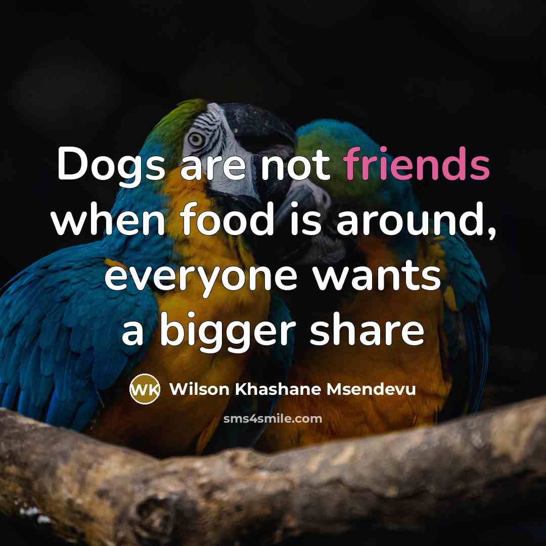 “Dogs are not friends when food is around, everyone wants a bigger share” quote by Wilson Khashane Msendevu