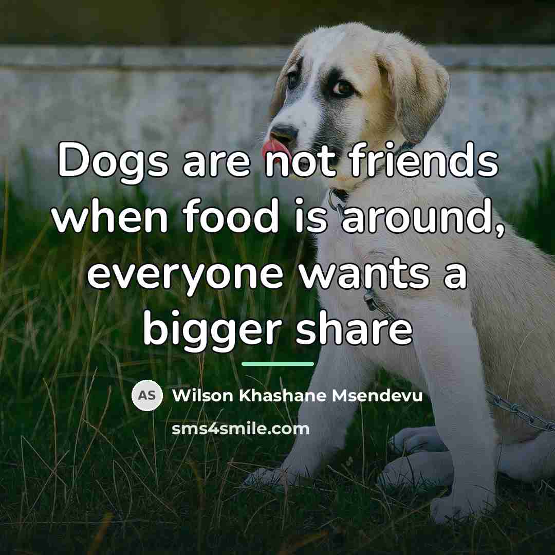 “Dogs are not friends when food is around, everyone wants…” quote by Wilson Khashane Msendevu