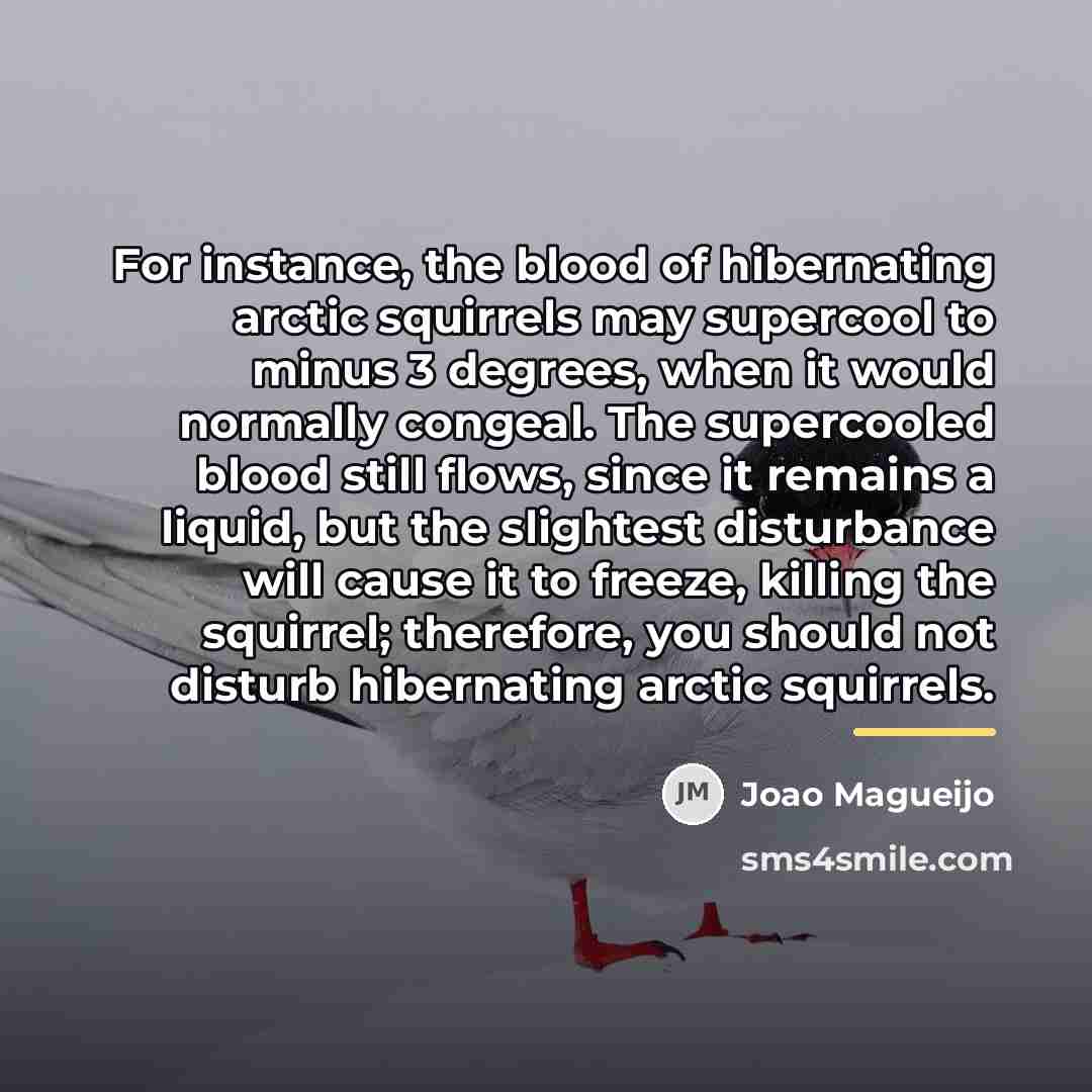 “For instance, the blood of hibernating arctic squirrels may supercool…” quote by Joao Magueijo