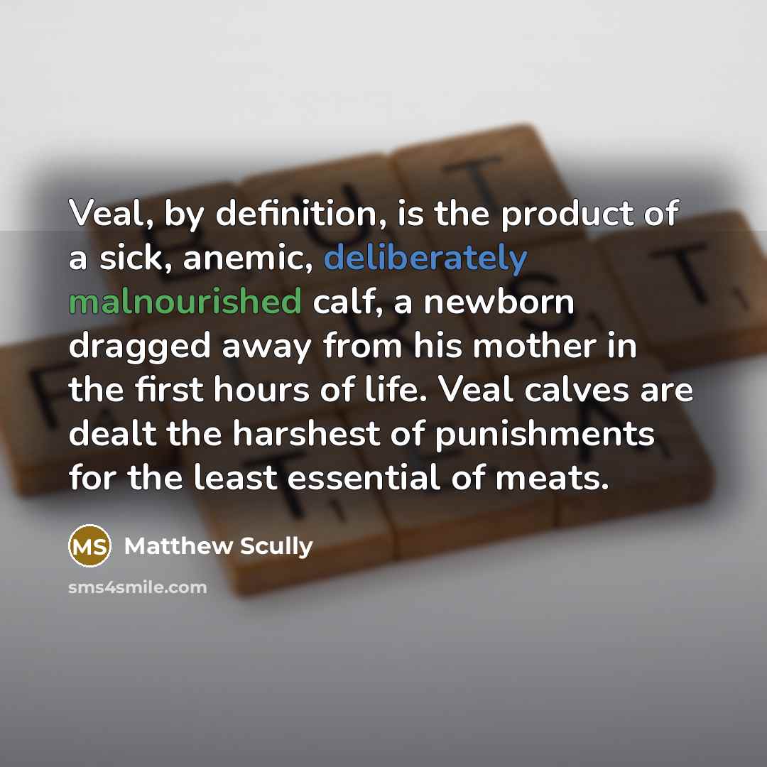 “Veal, by definition, is the product of a sick, anemic,…” quote by Matthew Scully