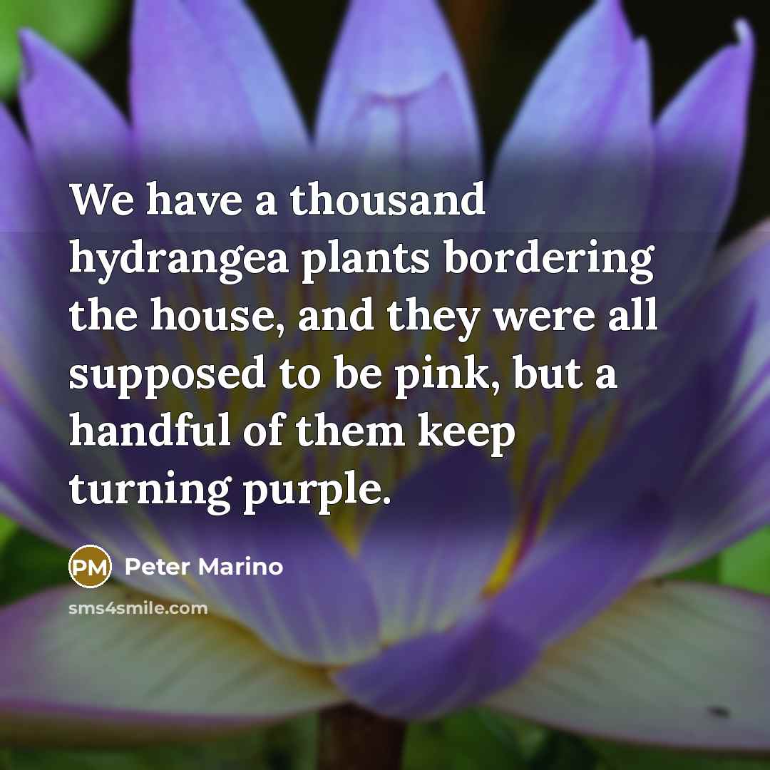 “We have a thousand hydrangea plants bordering the house, and…” quote by Peter Marino