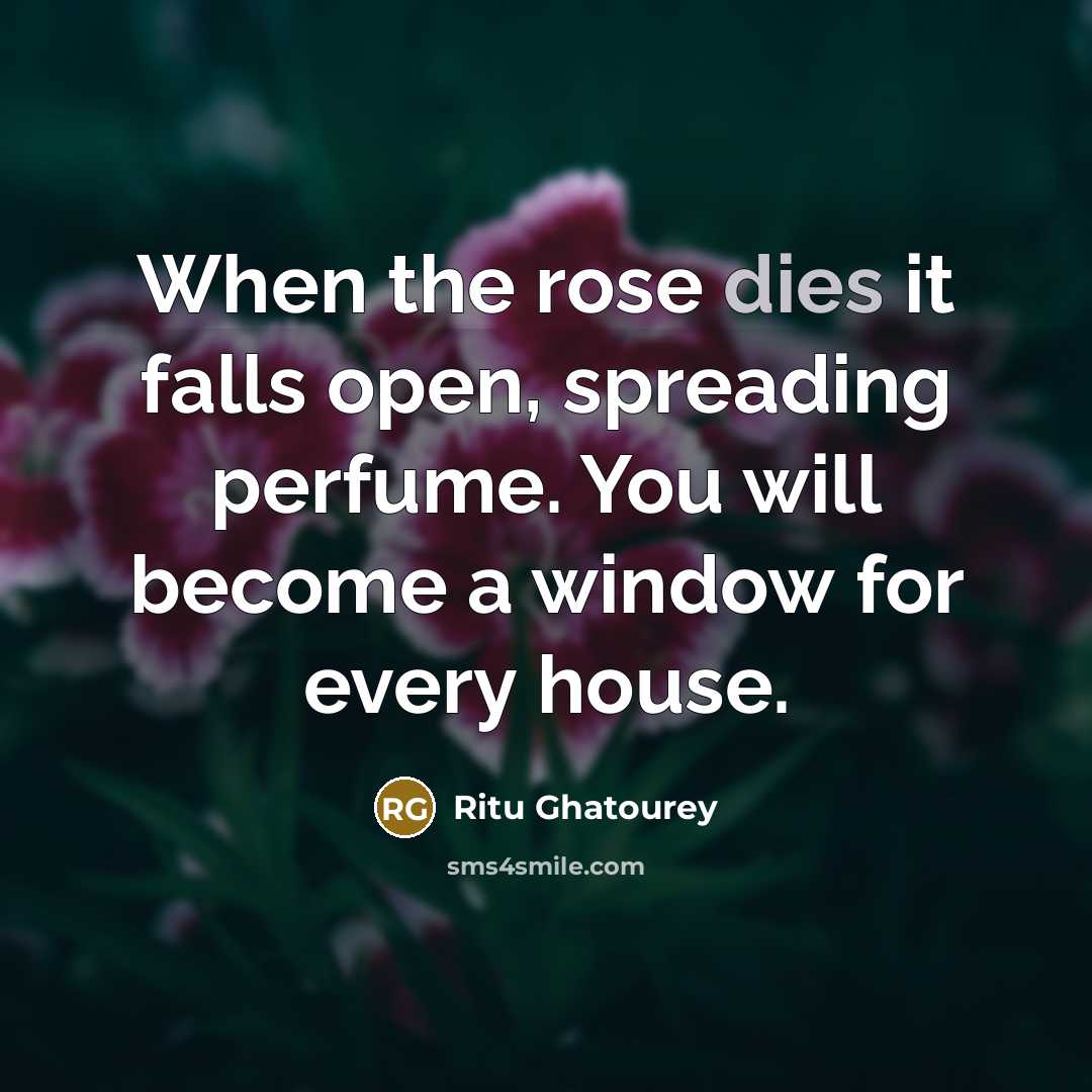“When the rose dies it falls open, spreading perfume. You will become a window for every house.” quote by Ritu Ghatourey