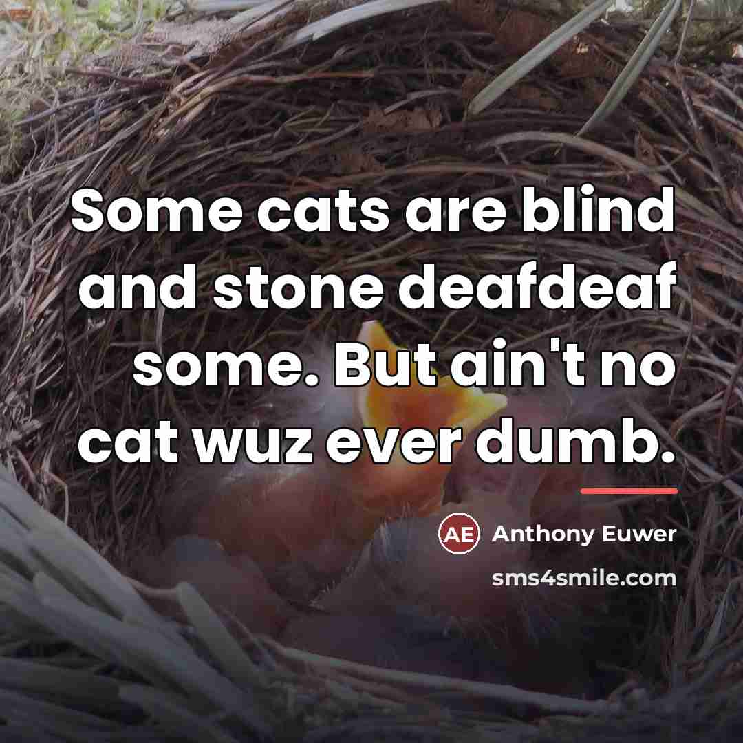 “Some cats are blind and stone deafdeaf some. But ain't…” quote by Anthony Euwer