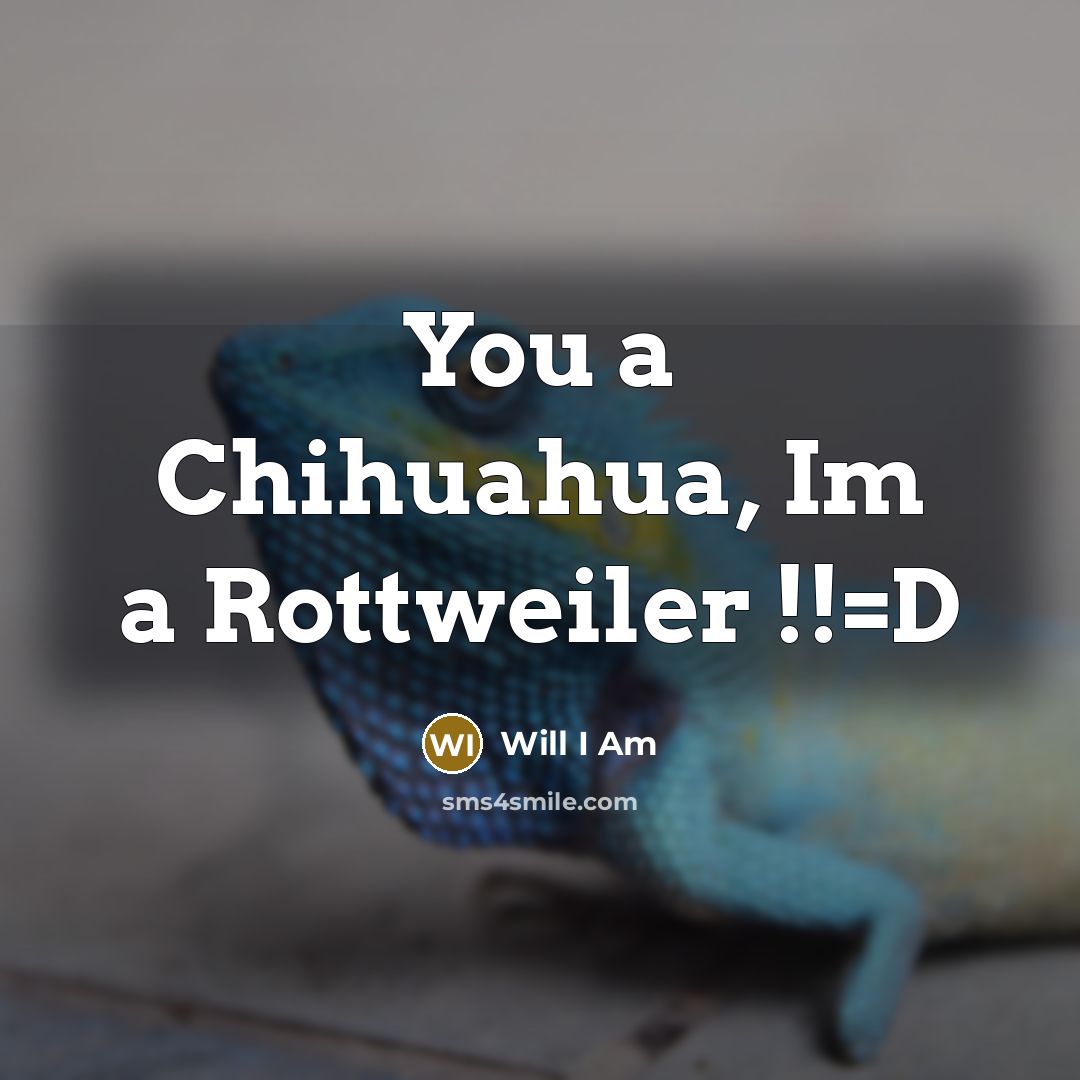 “You a Chihuahua, Im a Rottweiler !!=D” quote by Will I Am
