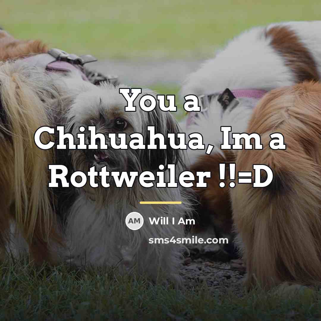 “You a Chihuahua, Im a Rottweiler !!=D…” quote by Will I Am