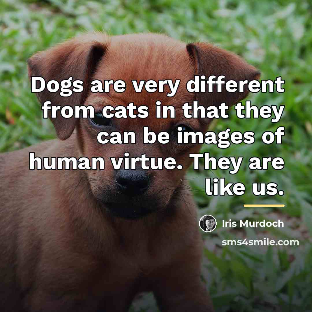 “Dogs are very different from cats in that they can…” quote by Iris Murdoch