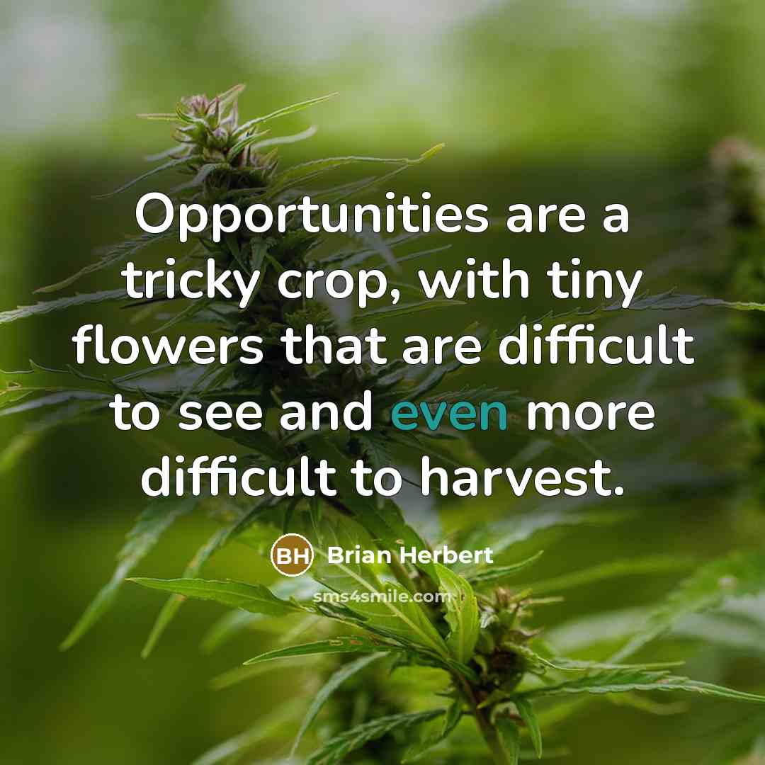 “Opportunities are a tricky crop, with tiny flowers that are…” quote by Brian Herbert