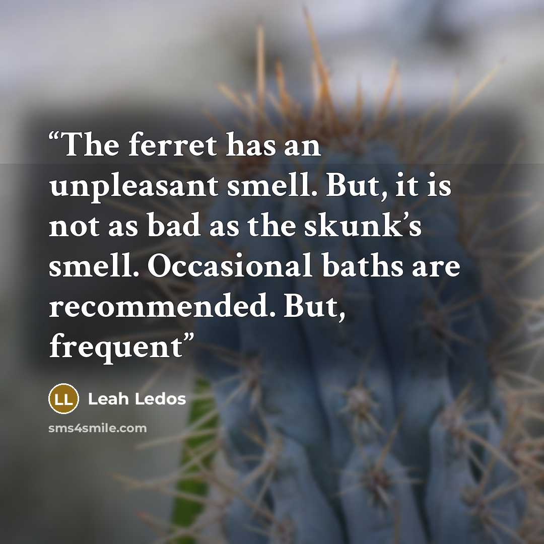 “The ferret has an unpleasant smell. But, it is not as bad as the skunk’s smell. Occasional baths are recommended. But, frequent” quote by Leah Ledos