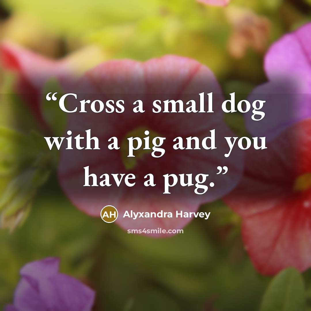 “Cross a small dog with a pig and you have a pug.” quote by Alyxandra Harvey