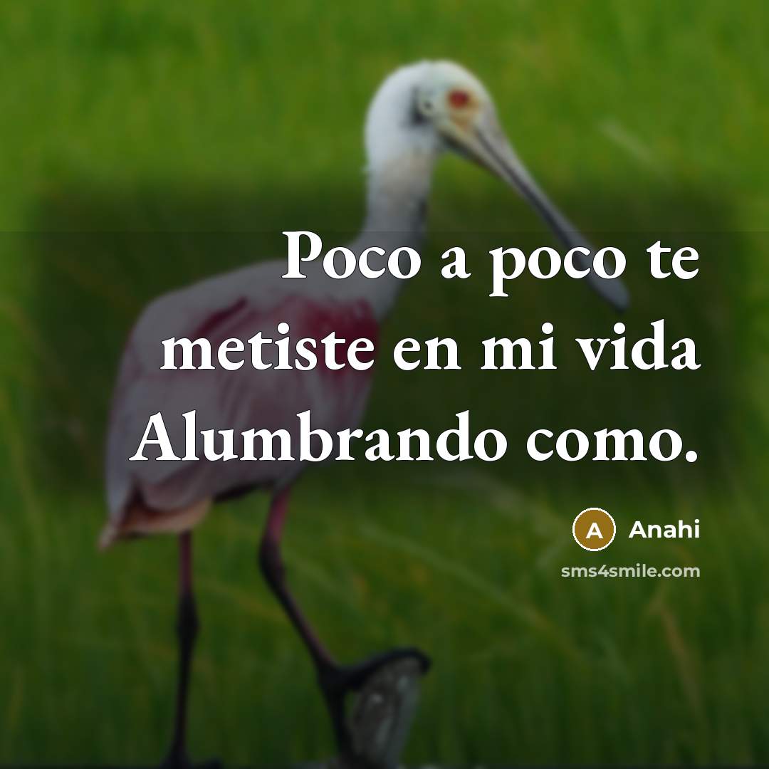 “Poco a poco te metiste en mi vida Alumbrando como.…” quote by Anahi